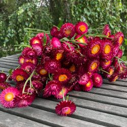 Strawflower Pomegranate