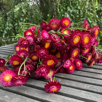Strawflower Pomegranate