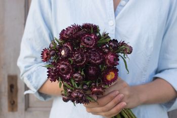 Strawflower Dragon Fire