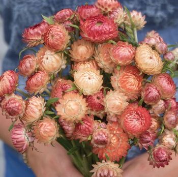 Strawflower Apricot Peach Mixed