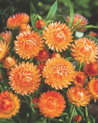 Strawflower Orange Delight
