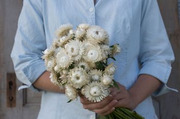Strawflower Vintage White