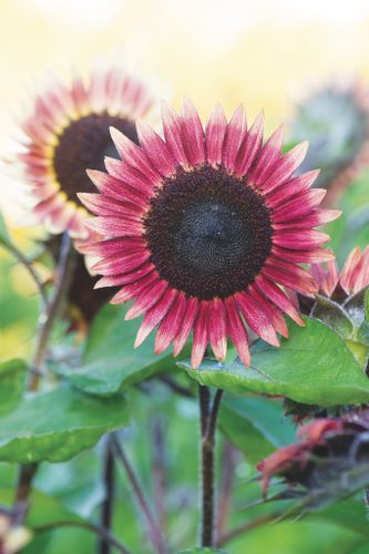 Sunflower Ms. Mars
