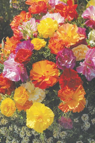 Californian Poppy Jelly Beans