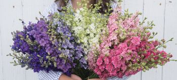 Larkspur Summer Bouquet Mixed