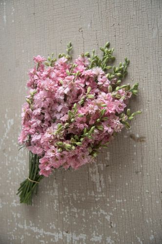 Larkspur Pretty Pink