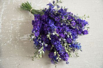 Larkspur Dark Blue