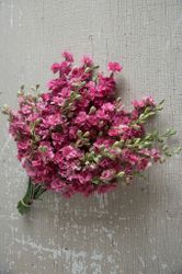 Larkspur Carmine Rose