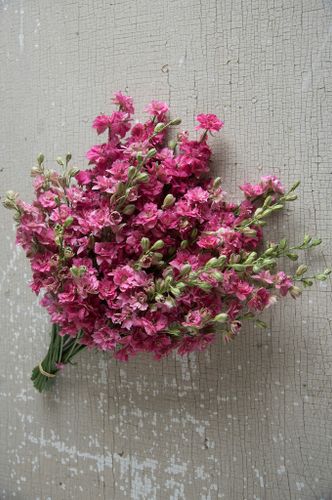 Larkspur Carmine Rose
