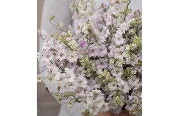 Larkspur Smokey Eyes