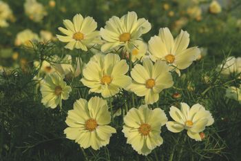 Cosmos Xanthos