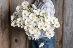 Cosmos Afternoon White