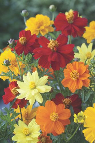 Cosmos Brightness Mixed
