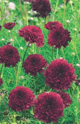 Cosmos Double Click Cranberries