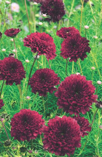 Cosmos Double Click Cranberries