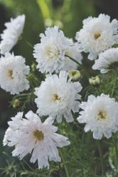 Cosmos Double Click Snow Puff