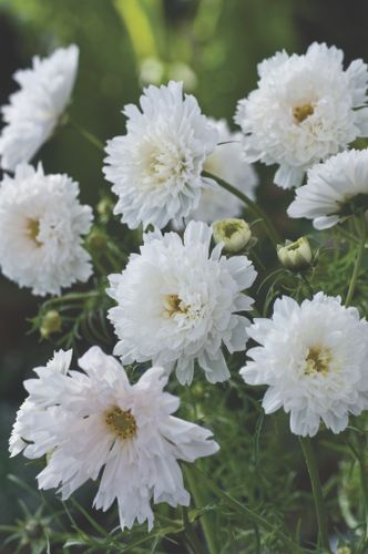 Cosmos Double Click Snow Puff