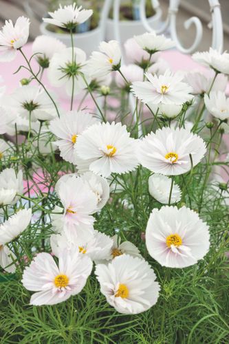 Cosmos Cupcakes White