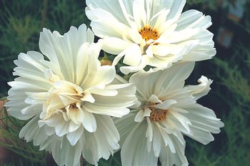 Cosmos Collarette White