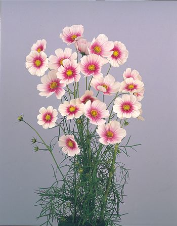 Cosmos Sweet Dreams