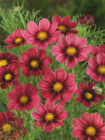 Cosmos Antiquity