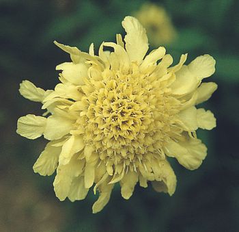 Pincushion Cephalaria gigantea