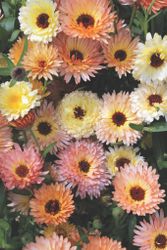 Calendula Cantaloupe