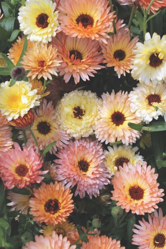 Calendula Cantaloupe