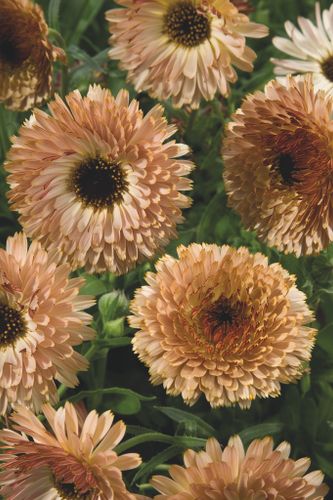Calendula Coffee Cream