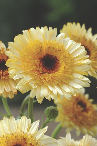 Calendula Kalinka Apricot