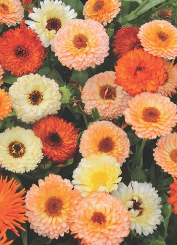 Calendula Fruit Burst Mixed