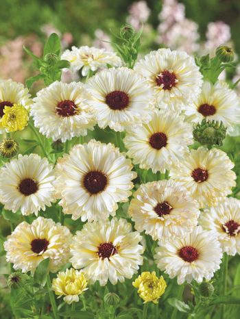 Calendula Ivory Princess
