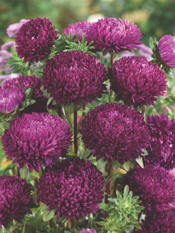 Aster Balloon Purple
