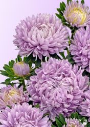 Aster Chrisantella Lilac Mist