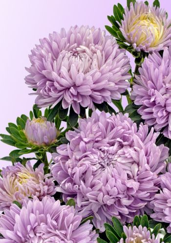 Aster Chrisantella Lilac Mist