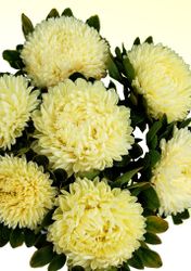 Aster Chrisantella Limoncello