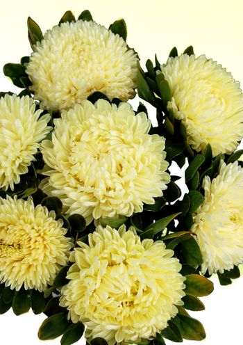 Aster Chrisantella Limoncello