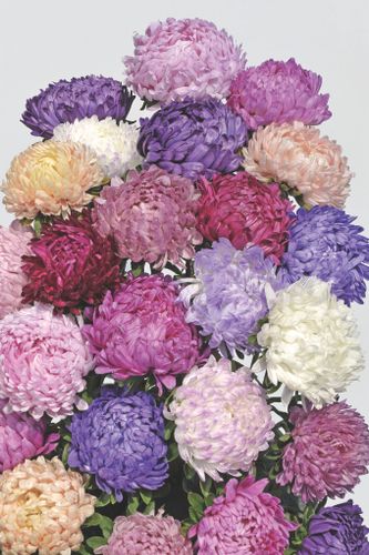 Aster Tower Mixture