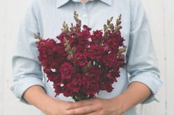 Snapdragon Madame Butterfly Red F1