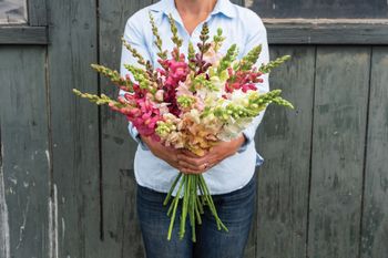 Snapdragon Costa Mixed F1