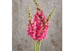 Snapdragon Potomac Cherry Rose F1