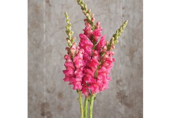 Snapdragon Potomac Cherry Rose F1