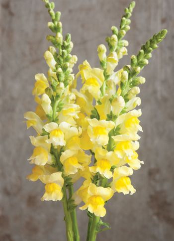 Snapdragon Potomac Yellow F1