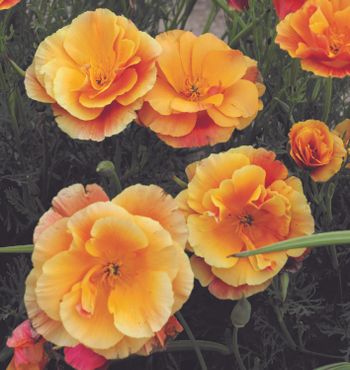 Californian Poppy Apricot