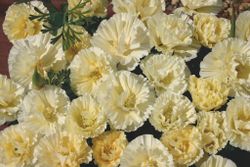 Californian Poppy Thai Silk Milkmaid