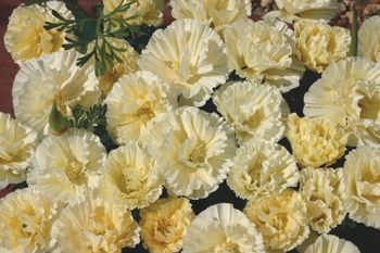 Californian Poppy Thai Silk Milkmaid