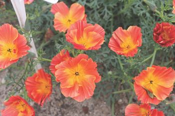 Californian Poppy Thai Silk Apricot Chiffon