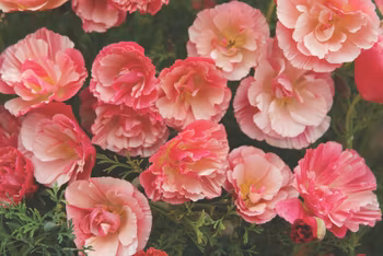 Sömntuta Thai Silk Rose Chiffon