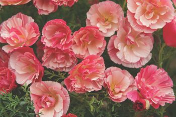 Californian Poppy Thai Silk Rose Chiffon