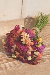 Yarrow Colorado Mixed